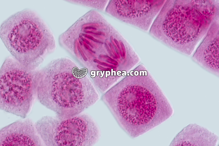 Mitose racine d'Ail ANAPHASE x640 - gryphea.com